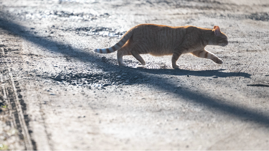 Everything you need to know about pet licensing in Tacoma