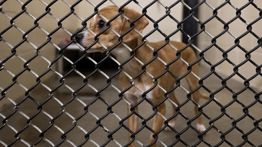 Metro Animal Services in East Pierce County reopens shelter months looking to place pets with their furever home