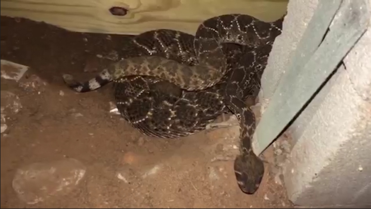 This man thought he had a ‘few’ snakes under his home. It turned out to be 45.