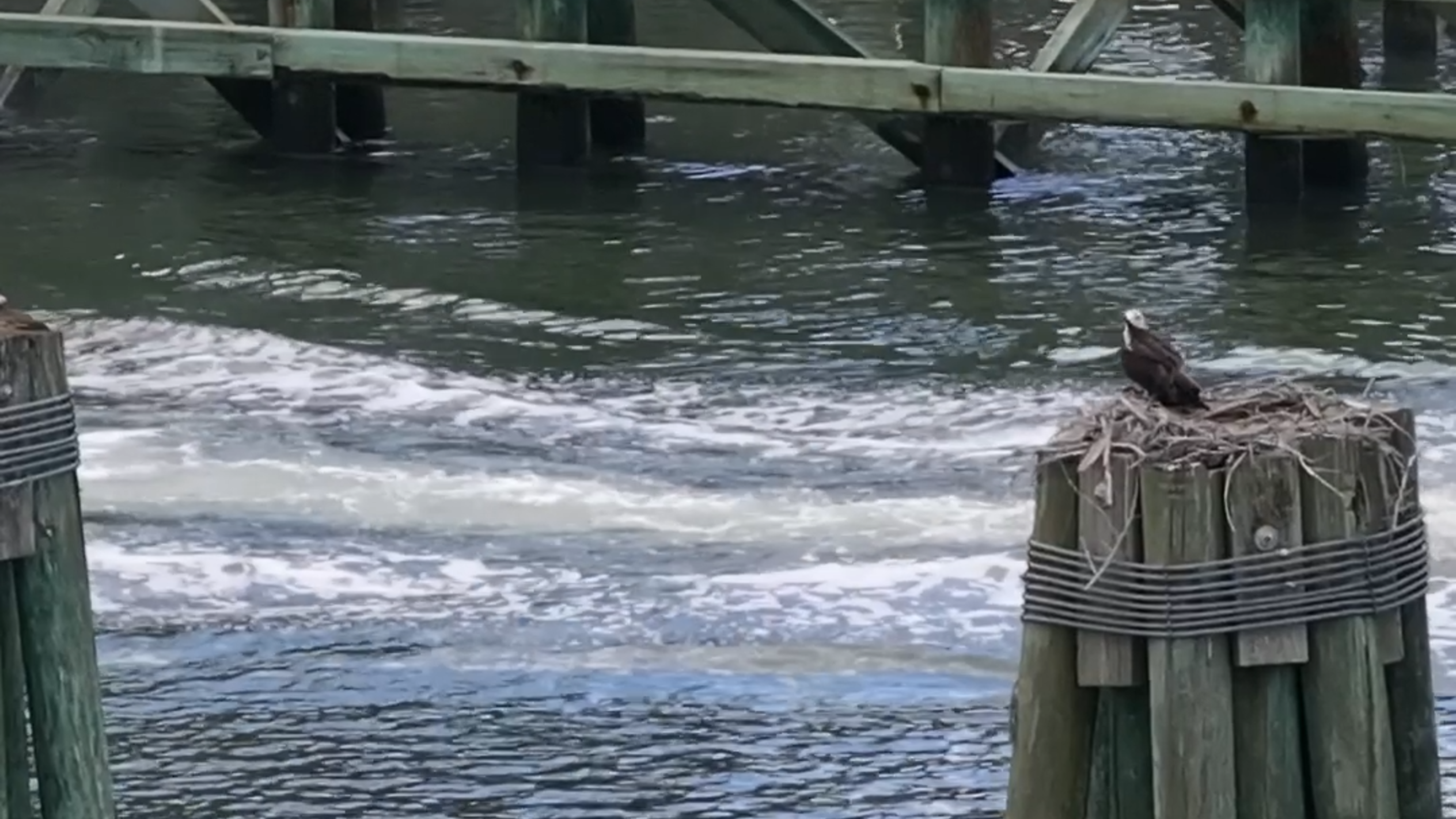Drone captures osprey nest built on an Intracoastal Waterway bridge piling