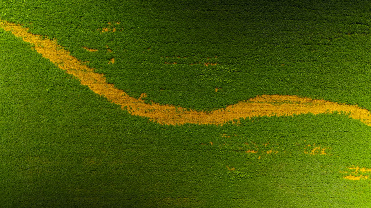Yellow wildflowers paint abstract lines across alfalfa field