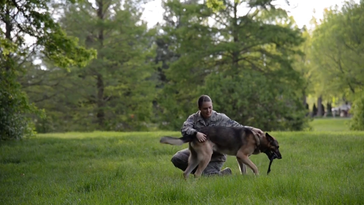 Military Working Dog Jack
