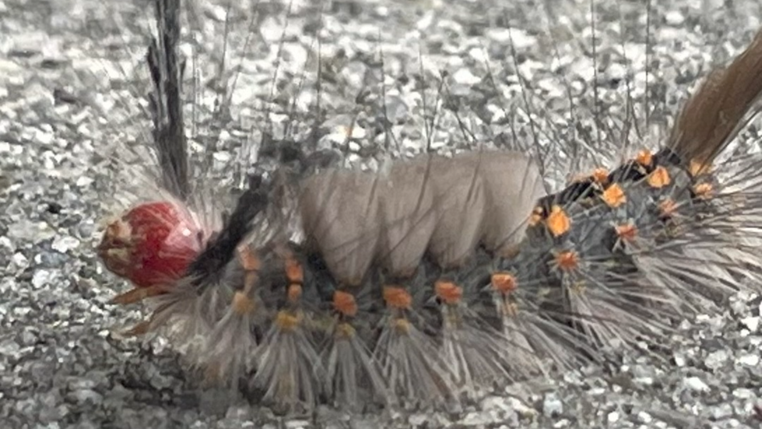 Stinging caterpillars are in season at RBC Heritage. Hilton Head nurse offers care