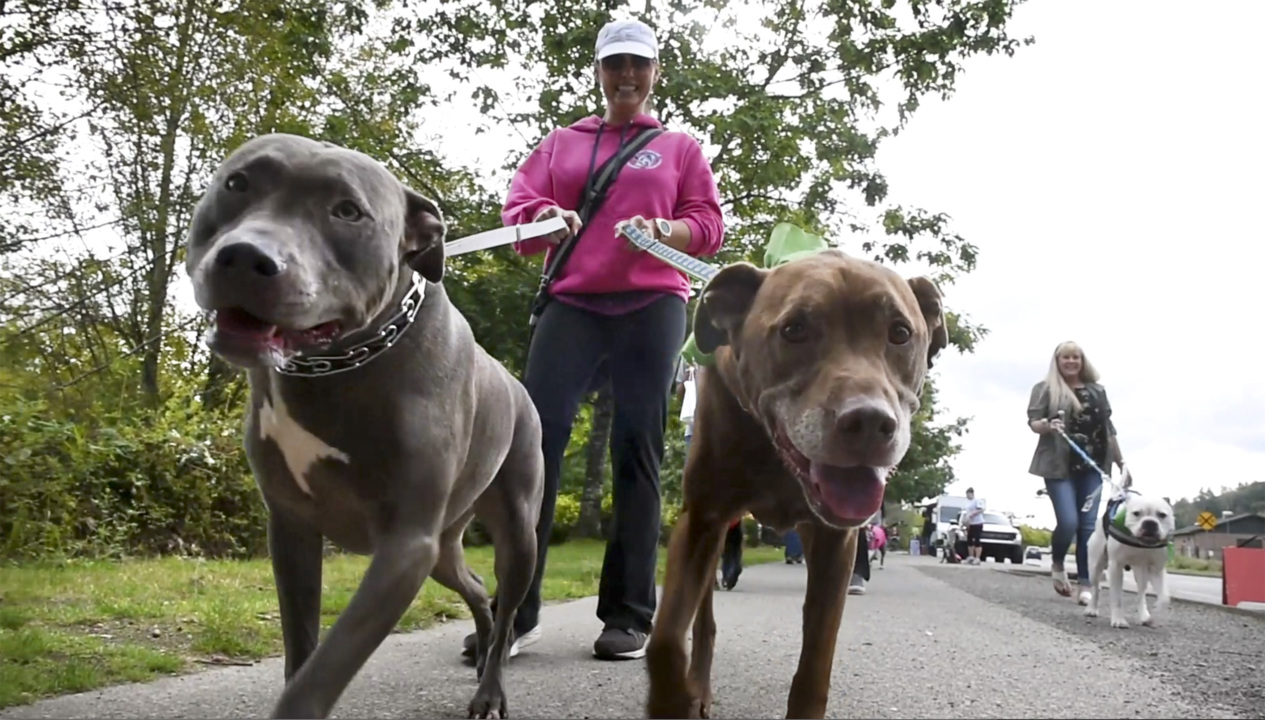 Love a Pit Bull Day 2019