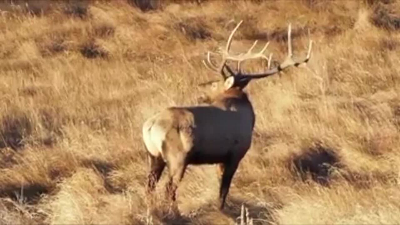 Turn it up: Listen to this elk bugle call, signaling mating season