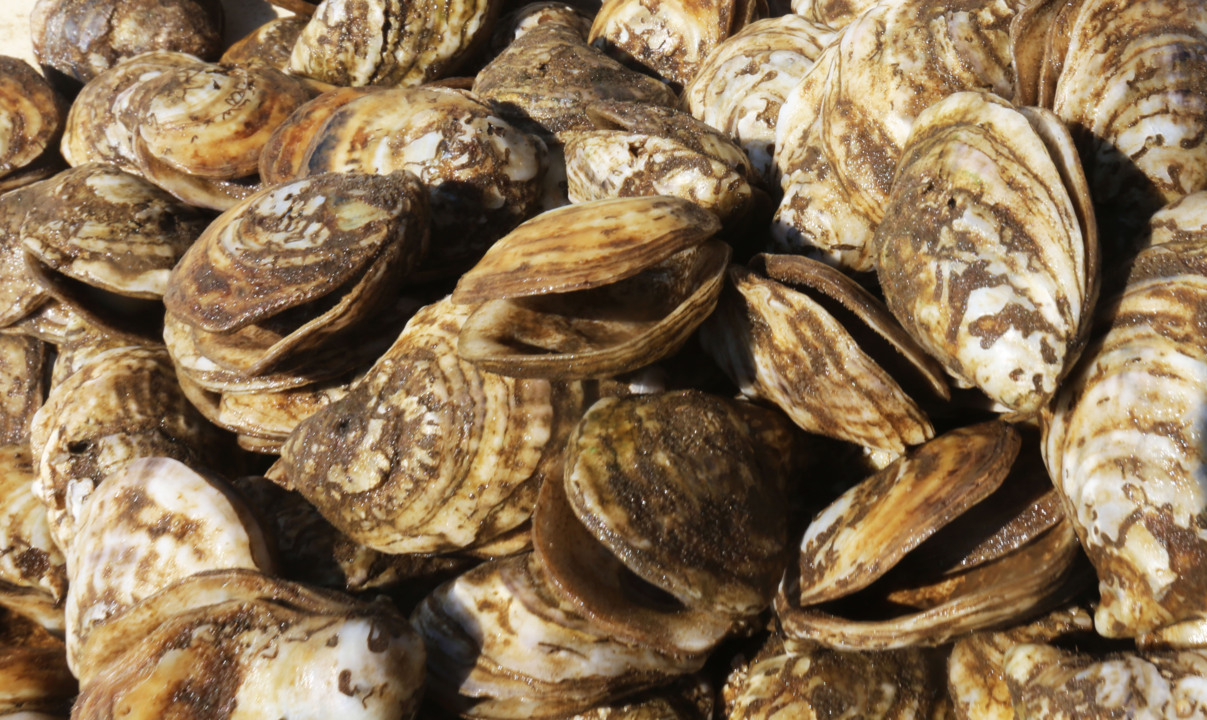 Big change shows Army Corps hears Mississippi’s alarm over Bonnet Carré flooding