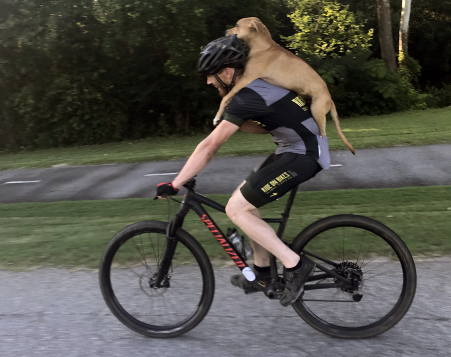 Meet Columbo, a stray dog rescued from south Columbus — on the back of a cyclist