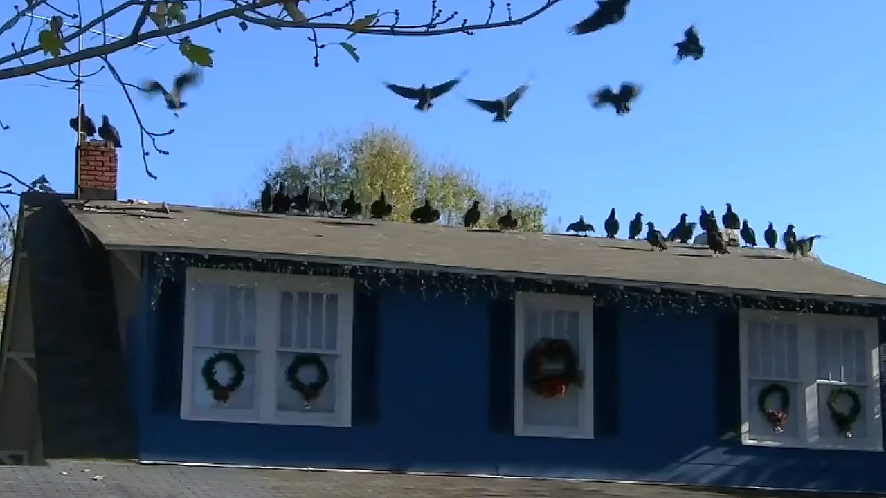 Buzzards are besieging this NC town. From cannons to horns, nothing scares them off