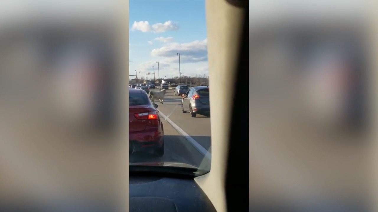 Police chase down runaway cow