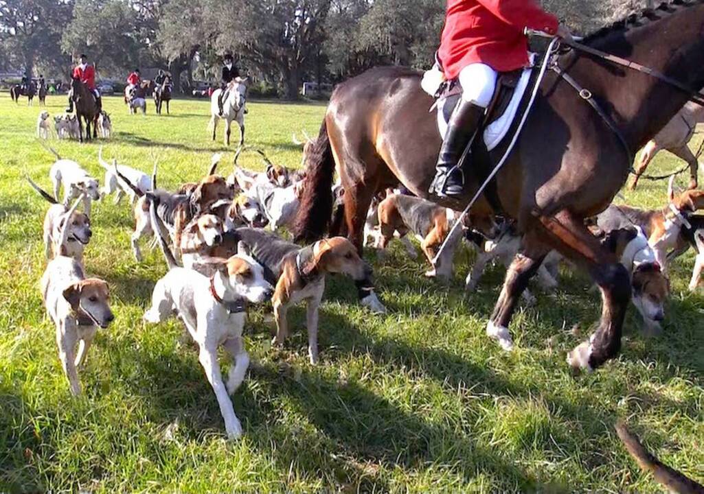 Foxhunting, with the Lowcountry Hunt Club