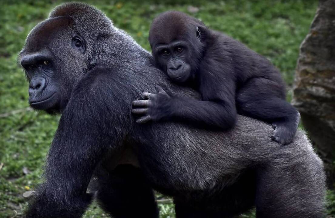 Cuddly critters: Baby animals at KC Zoo get extra TLC