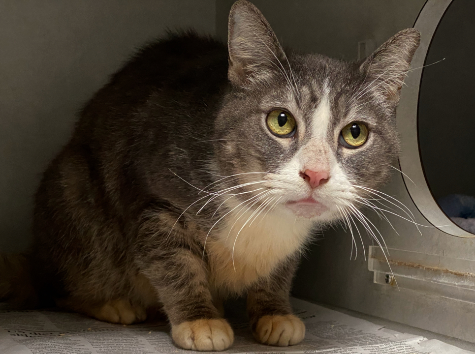 Pet Tales: Setzer the sweet cat is looking for a forever home