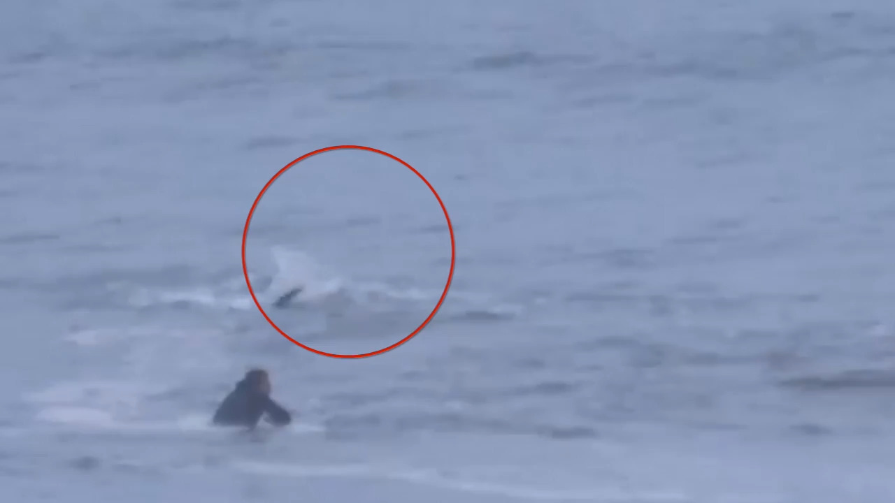 Shark feeds just feet away from surfer riding waves on the Outer Banks, video shows