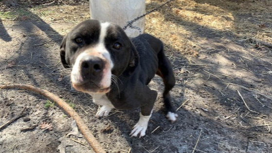 Animal welfare advocates ask lawmakers to pass 'Duke's Law'