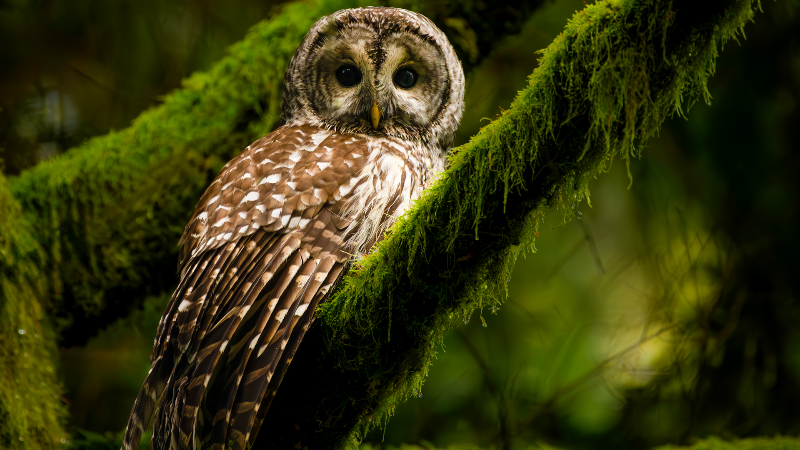 Barred owls are dive-bombing again at Point Defiance Park