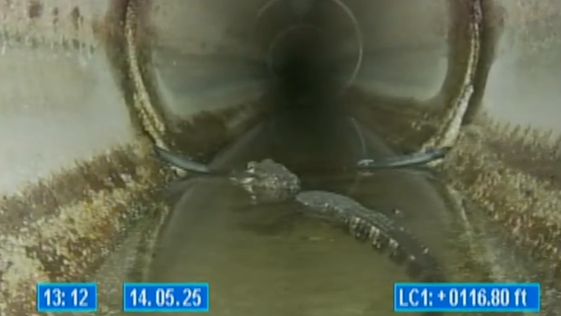 5-foot alligator found lounging in Florida sewer, video shows