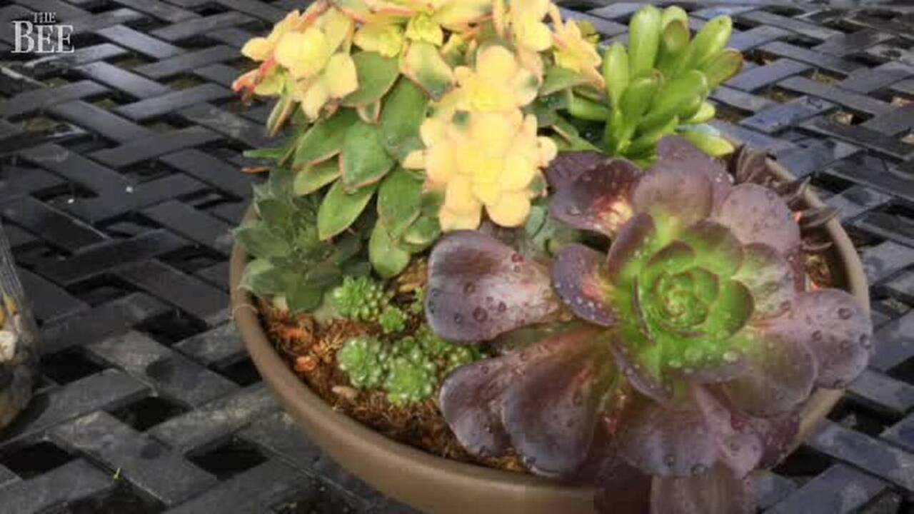 Make living art with succulents
