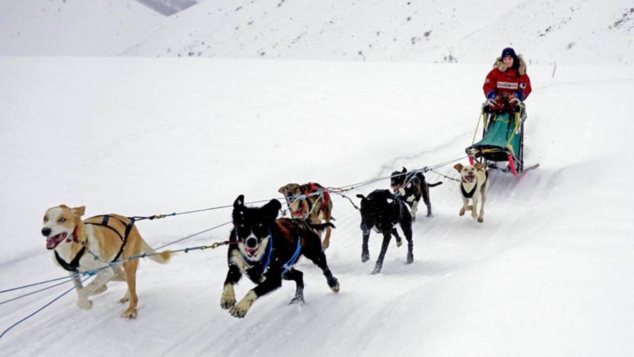 Get a musher’s-eye view of a sled-dog team in action