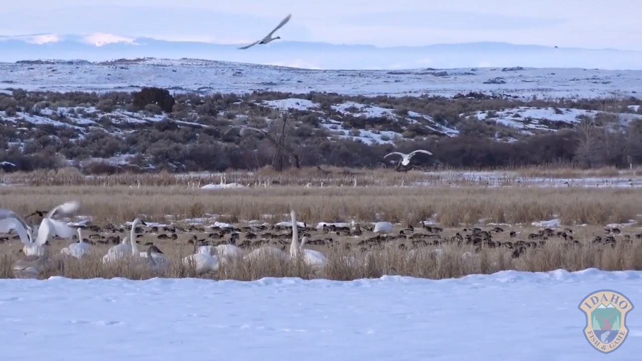 Thousands of swans winter in this Idaho wildlife area. Here’s where to see them.