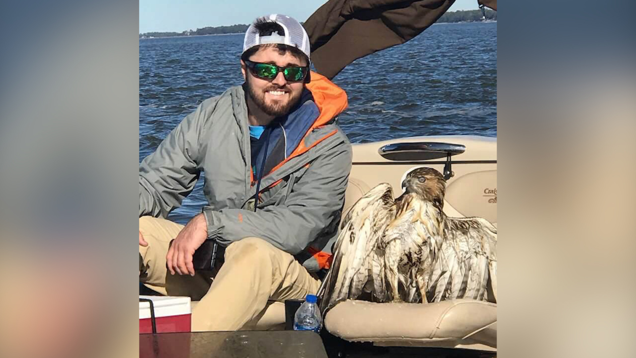‘We’re buddies:’ Hilton Head man rescues hawk from the ocean, takes ‘him’ on nature tour