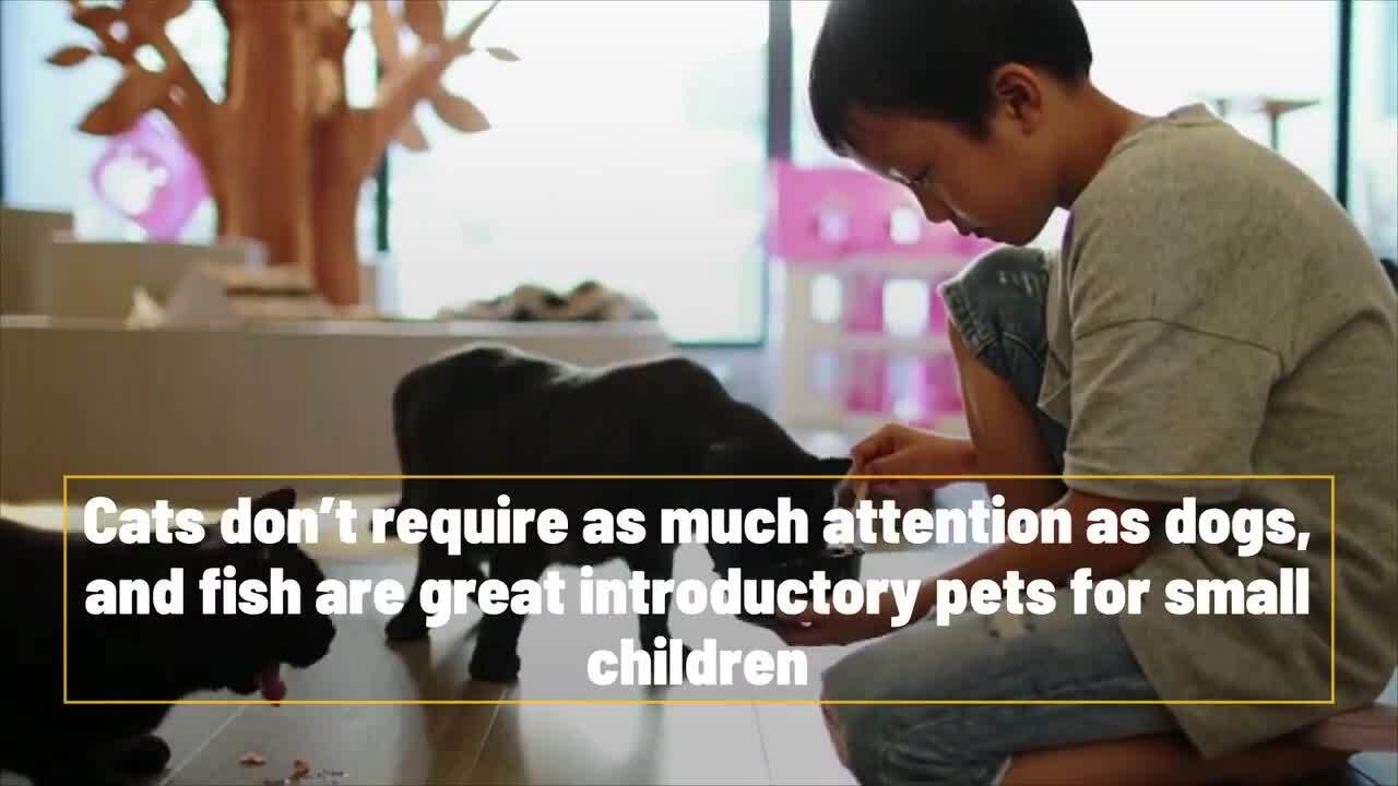 Questions To Ask Yourself Before Adopting A Pet