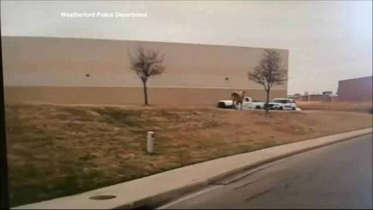 Raw: Police dashcam catches Texas steer on the loose